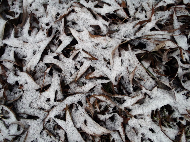 Willow leaves and snow