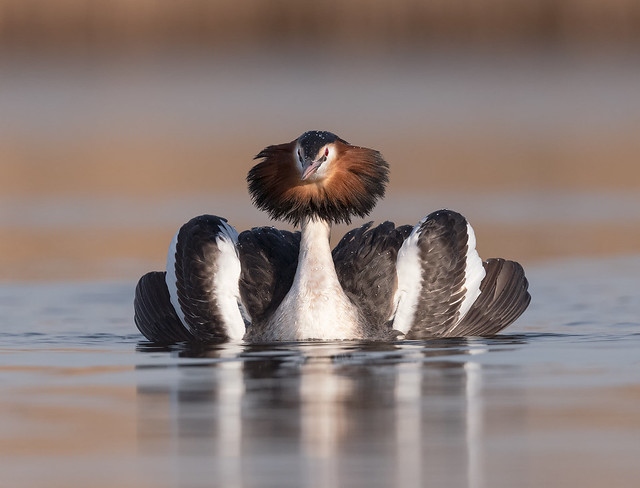 Fuut (Great Crested Grebe
