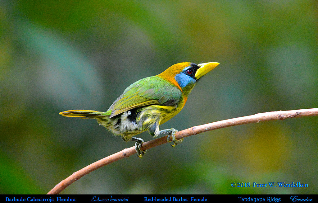 brown bird with red head: Identification, Behavior, and Conservation red-headed barbet