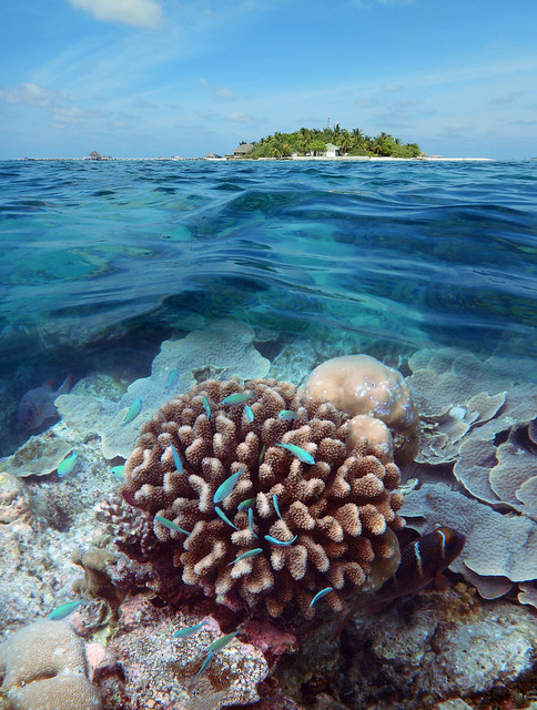 Wart Coral and Chromis viridis