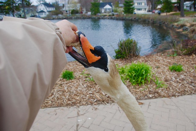 Feeding my Swan friend!