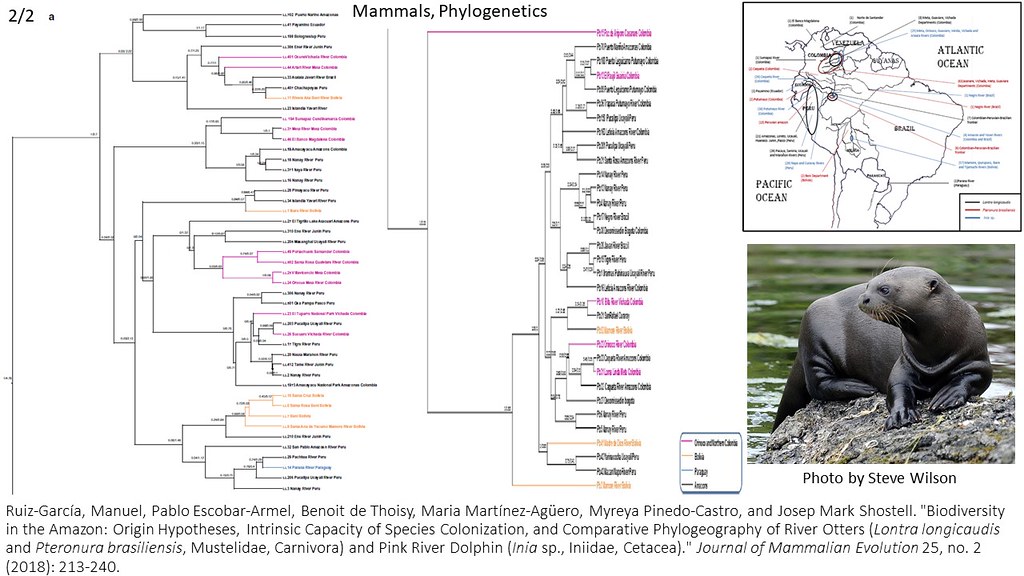 Ruiz-Garcia et al. 2018 - Comparative phylogeography of river otters and pink river dolphins (2/2)