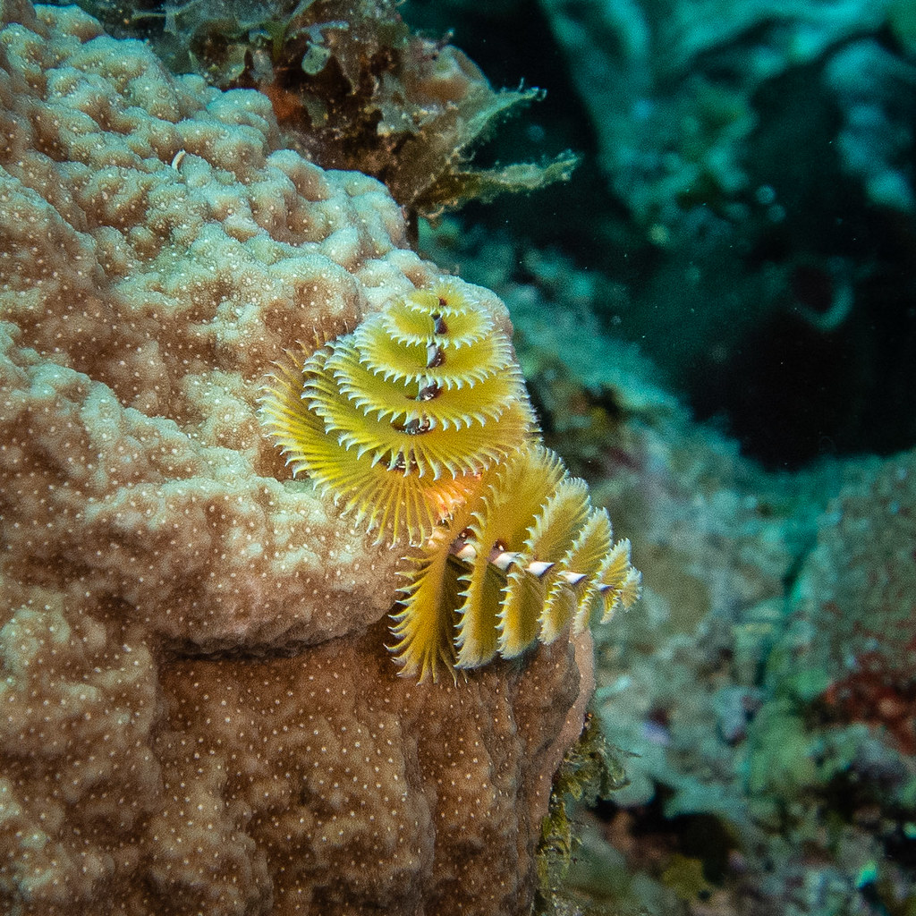 Christmas tree worm