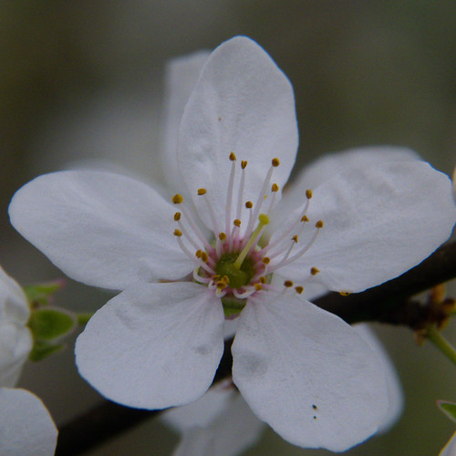 Cherry flower, close-up