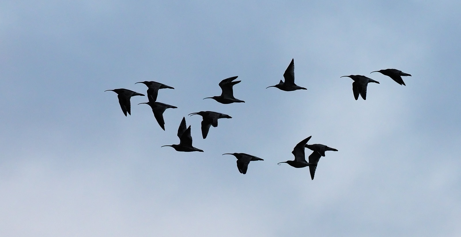 Curlews - silhouette