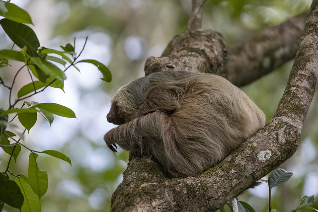 Two toed Sloth