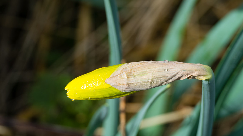 Daff beginning to open