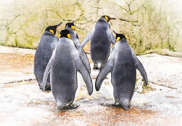 Dance of the Penguins