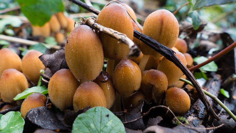 Glistening inkcaps, glistening