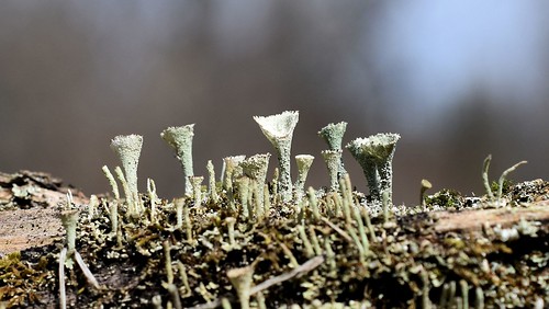 pixiecups cladonia microlandscape