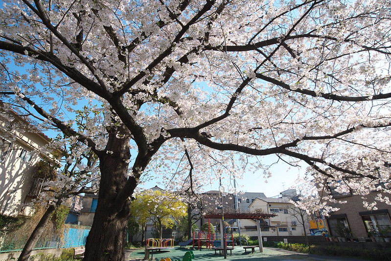 西尾久一丁目児童遊園の桜