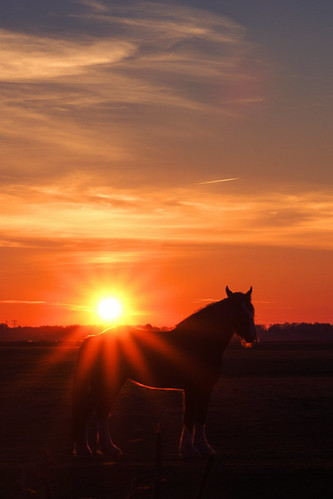 sunset sonnenuntergang zonsondergang landscape landschaft landschap horse pferd paard sonya6000 sonyilce6000 sonyepz1650mm selp1650 terhaar westerwolde niederlande nederland terapel groningen netherlands nl