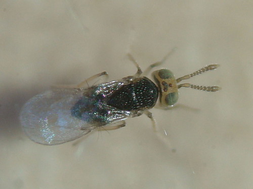 Metaphycus dispar | by Fred's Uncle