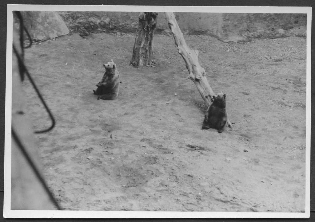 Archiv S811 Junge Bären, 1960er