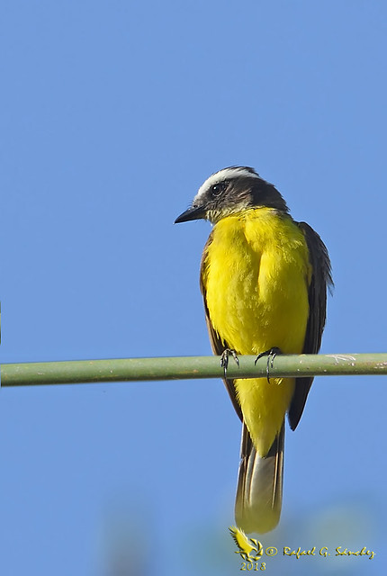 Yellow-margined flycatcher - Tyranneau à ailes jaunes - Picoplano aliamarillo del Pacífico - Tolmomyias flavotectus