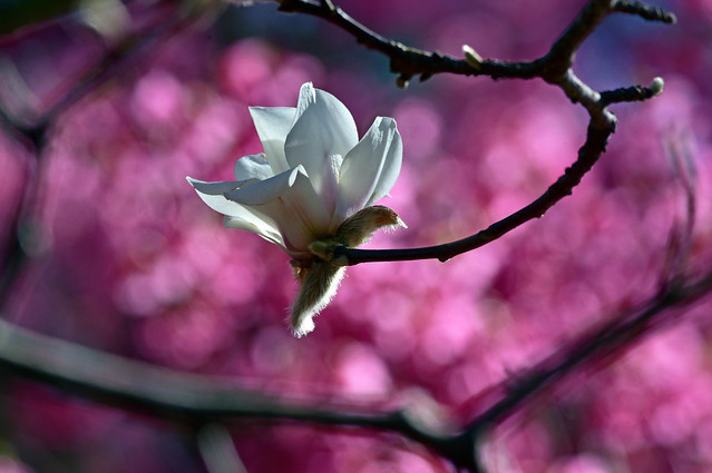 Winter White Delight~ Yulan Magnolia (Magnolia denudata)