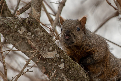Security Squirrel | by Dragonfly360Photography