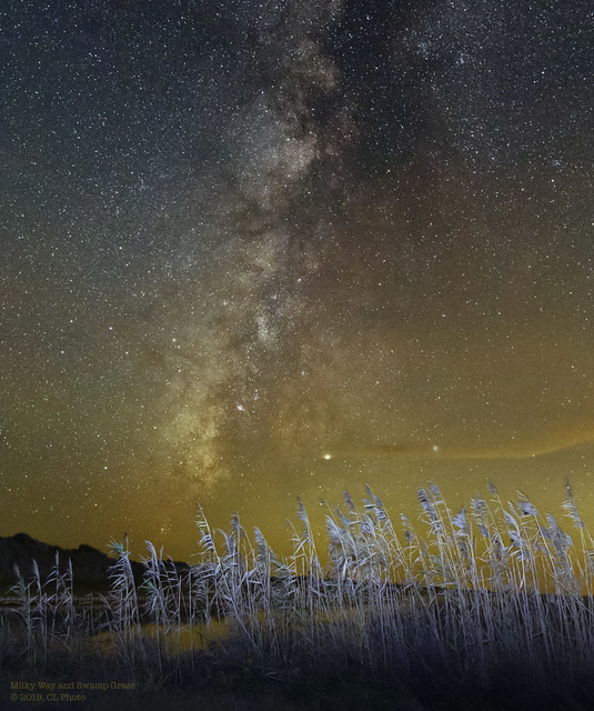 Milky Way and Swamp Grass