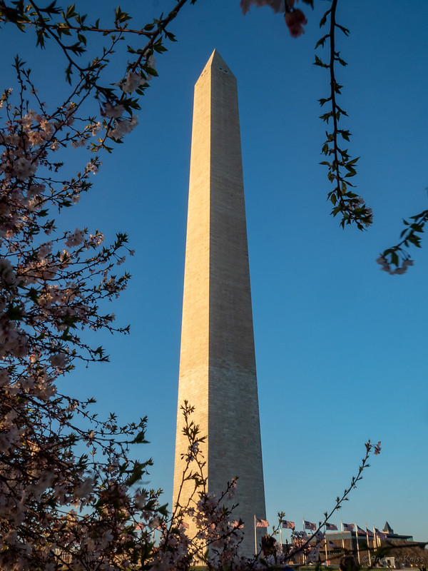 Washington Monument through cherry blossoms