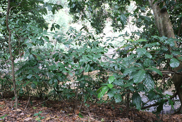 Maidens Blush (Sloanea australis)