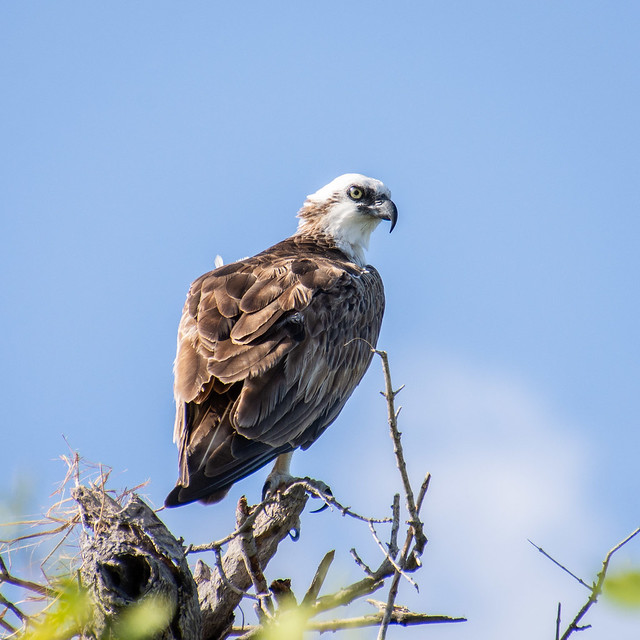 Osprey