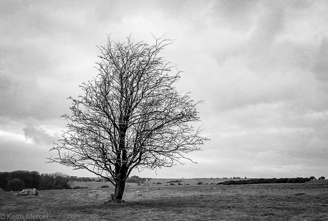 Lonely Hawthorn