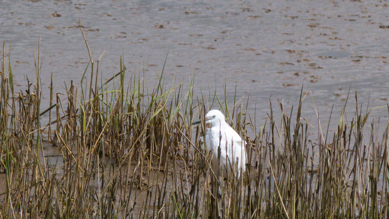 Little egret in reed bed, Goosemoor RSPB
