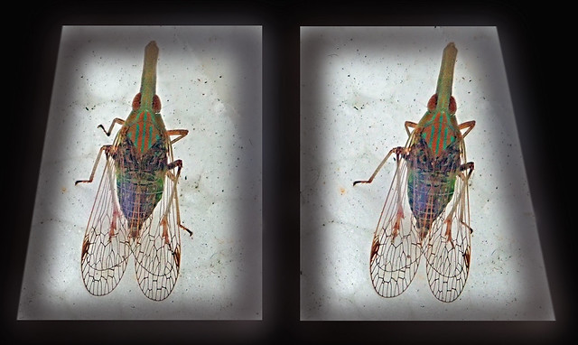 False lantern fly in 3D