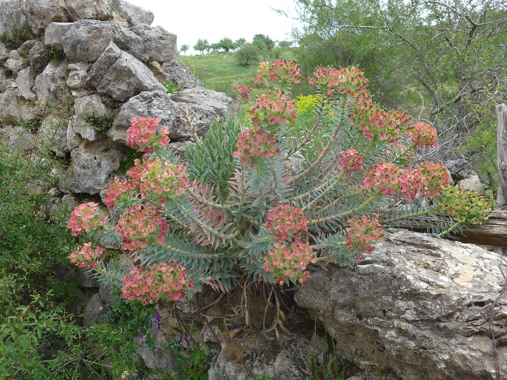 Euphorbia rigida (Narrow-leaved glaucous spurge)