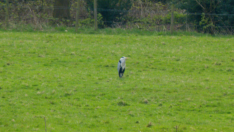 Heron in grassy field, Pendeford Mill