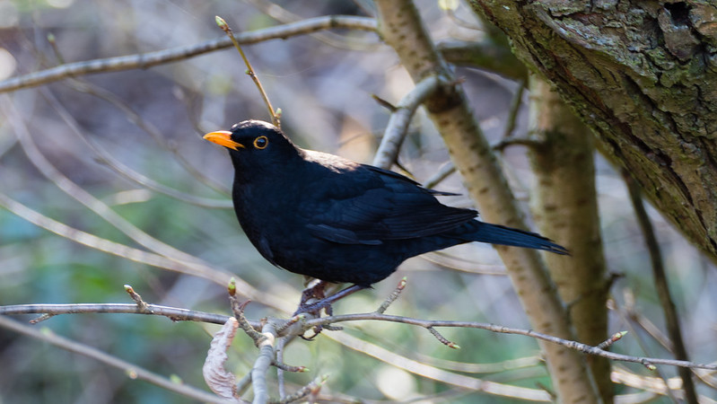Just another male blackbird