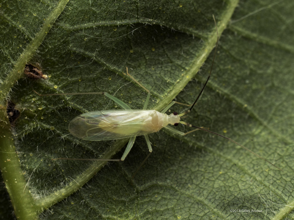 Miridae - Tribe Orthotylini poss. Paraproba cincta | Flickr