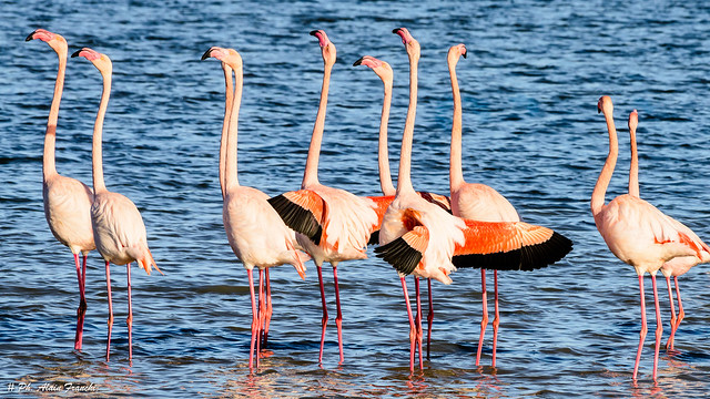 FIN DE SERIE - Le Flamant rose - Phoenicopterus roseus - Greater Flamingo