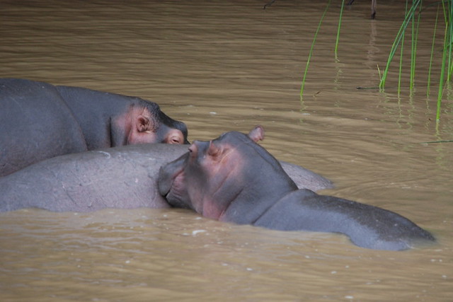 HIPPOS IN  ST. LUCIA LAKE,  NEAR RICHARD'S BAY,  SOUTH AFRICA.