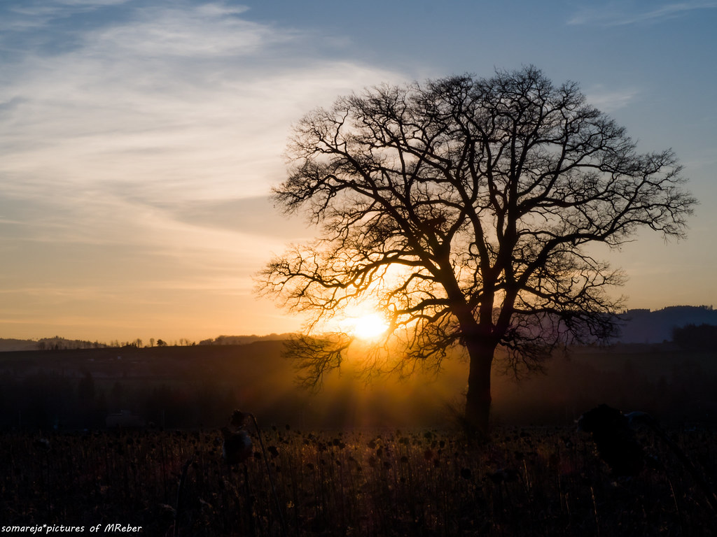 Abendstimmung | OLYMPUS DIGITAL CAMERA | somareja*pictures | Flickr