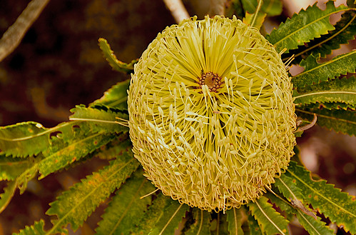 2019 nikond5500 nikkor18200mm banksia greenleaves fridayflora yellowflower dof depthoffield woodgate queensland australia bundaberg