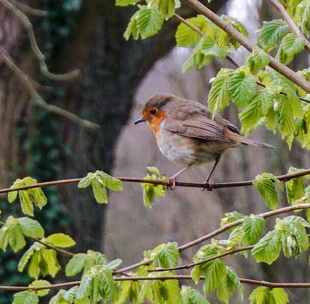 robin in new green leaves
