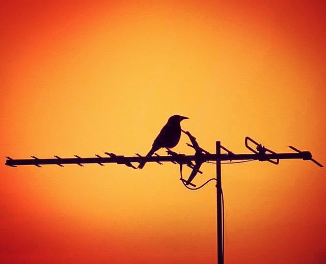 Silhouette bird on antenna