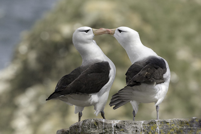 With Love from the Falklands - Black-Browed Albatros