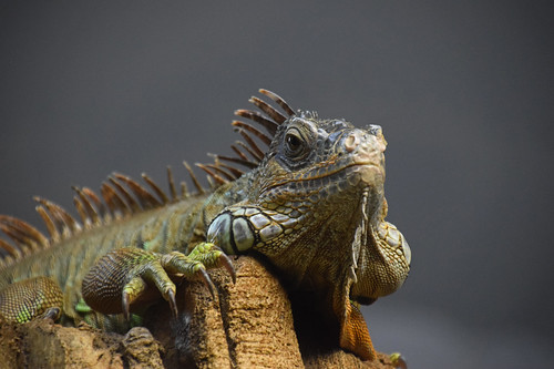 michael lizard reptile greeniguana iguana lowangle bayou epz
