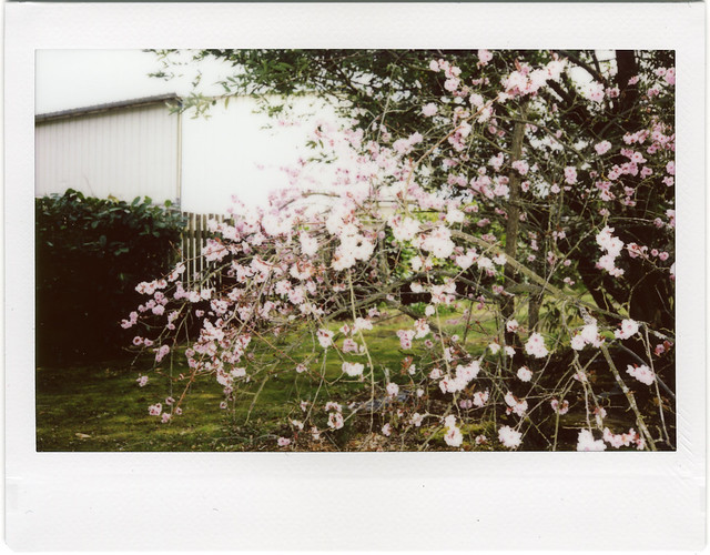 Pink Blossoms - Instax