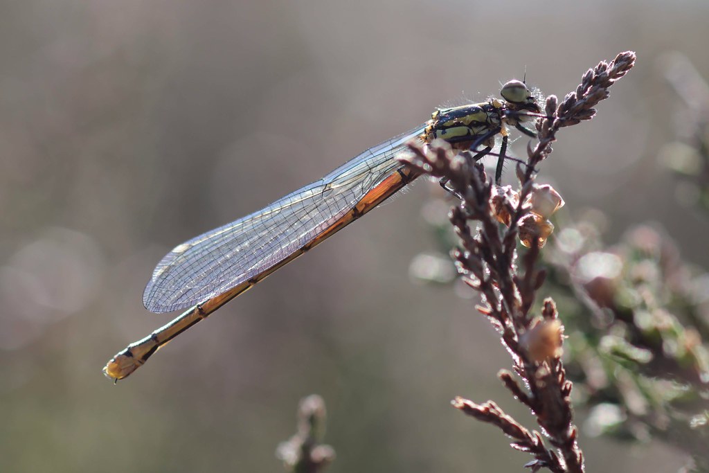 ... large red Damselfly, teneral @ Bissoe valley nature reserve...27/03/2019....3 sighted...