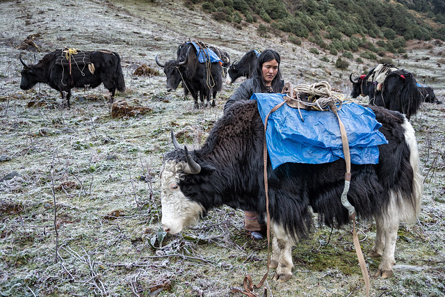 Yaks herder at Maurothang camp - Wangdue Phodrang district - Snowman Trek - Bhutan