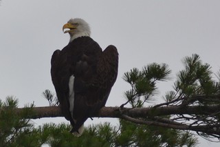 Rainy Lake bald eagle