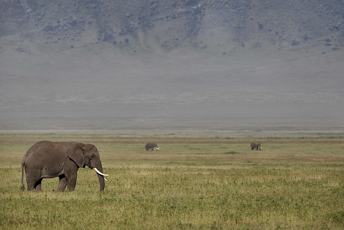 africa safari tanzania wildeye elephant ngorongoro ngorongorocrater