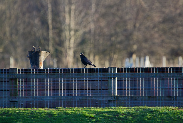 crow and bucket - Riverside Valley Park, Exeter, Devon - Jan 2019
