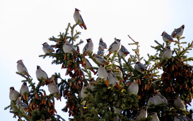 Waxwing Convention