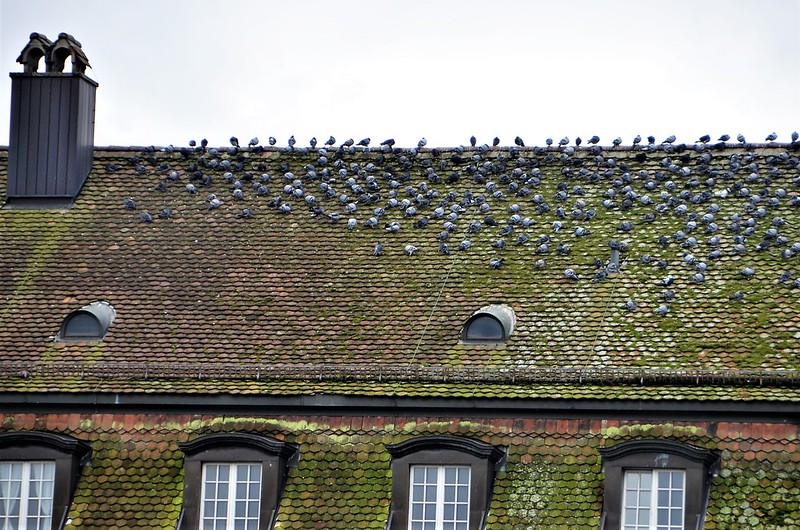 Birds on a roof Altstadt 01.01 (2)