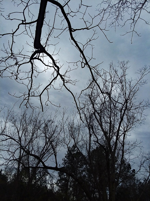 Branches And Overcast Sky.