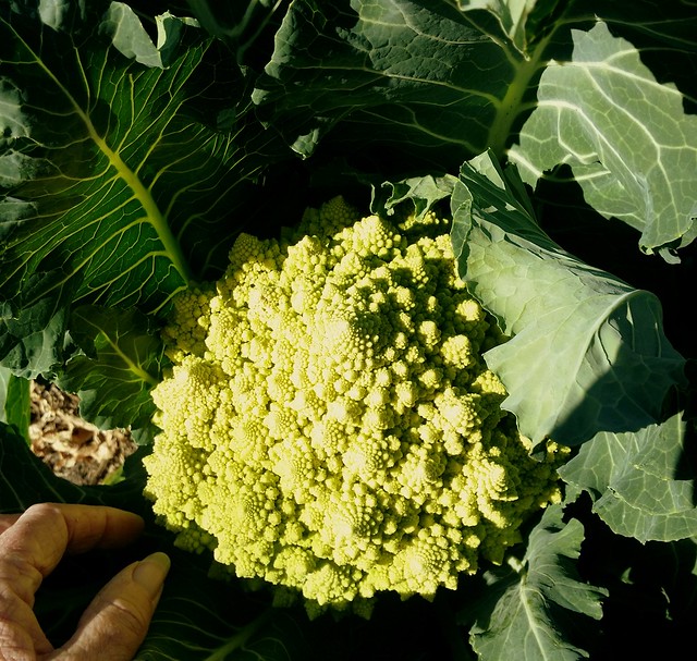 Lovely Romanesco heads ready to eat now